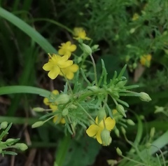 Scoparia montevidensis