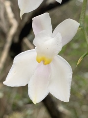 Cuitlauzina pulchella