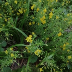 Scoparia montevidensis