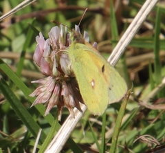 Colias electo electo