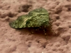 Glenopteris oculifera