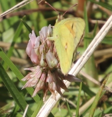 Colias electo electo