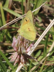 Colias electo electo