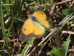 Colias electo electo