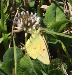 Colias electo electo