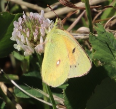 Colias electo electo