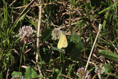 Colias electo electo