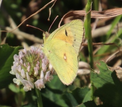 Colias electo electo