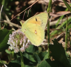 Colias electo electo