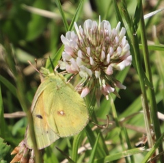 Colias electo electo