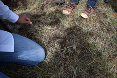 Abronia moreletii temporalis