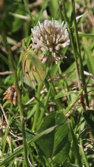 Colias electo electo