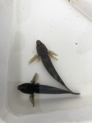 Gobiomorphus huttoni