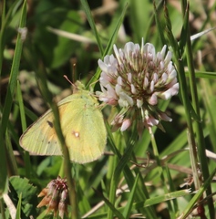 Colias electo electo