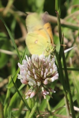 Colias electo electo