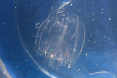 Bolinopsis microptera