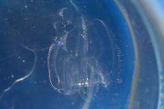 Bolinopsis microptera