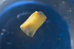 Gastropteron pacificum