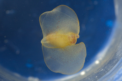 Gastropteron pacificum