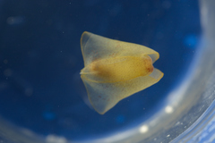 Gastropteron pacificum