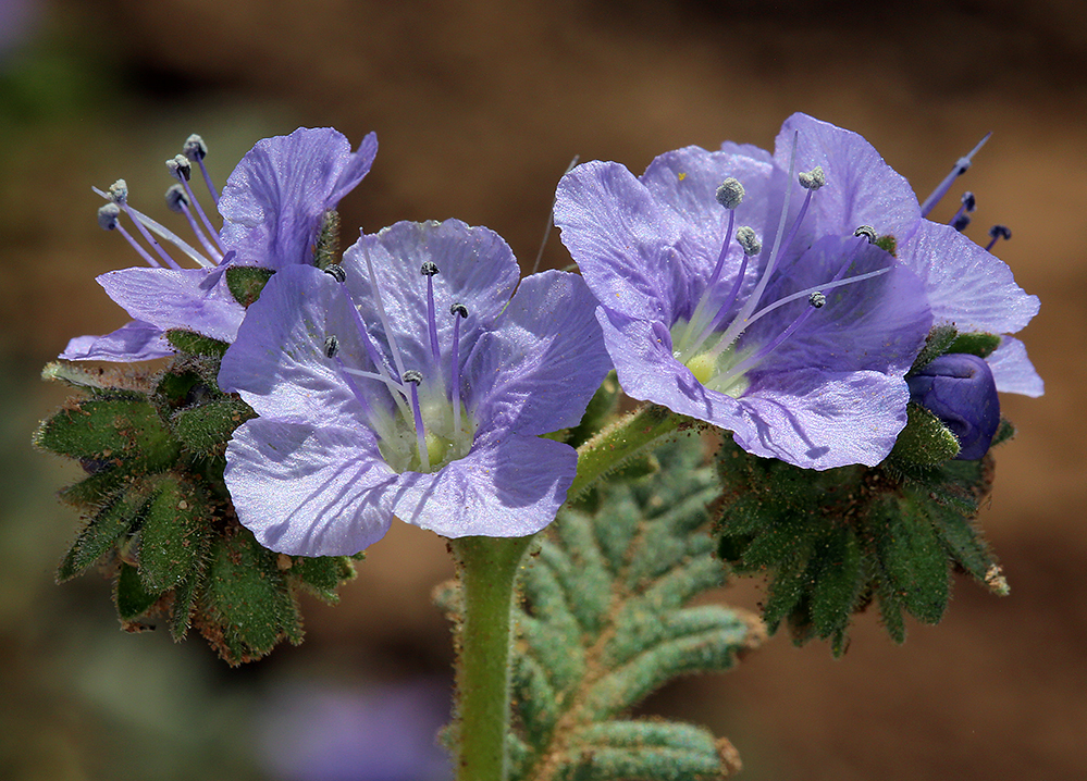 Phacelia ciliata