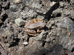 Hyla eximia