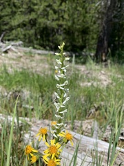Platanthera dilatata albiflora