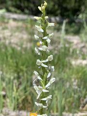 Platanthera dilatata albiflora