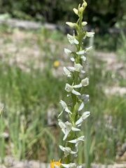 Platanthera dilatata albiflora