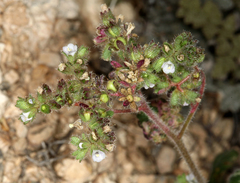 Phacelia coerulea