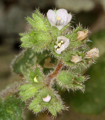 Phacelia coerulea