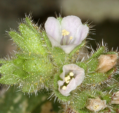 Phacelia coerulea