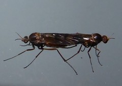 Sylvicola neozelandicus