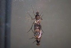 Sylvicola neozelandicus