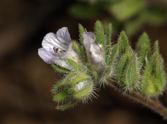 Phacelia congdonii