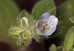 Phacelia congdonii