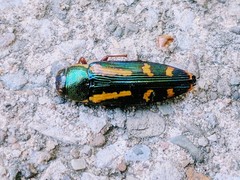 Buprestis rufipes