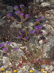 Phacelia crenulata ambigua