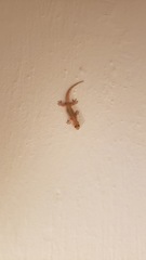 Gehyra mutilata