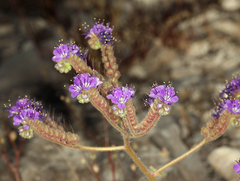 Phacelia crenulata ambigua