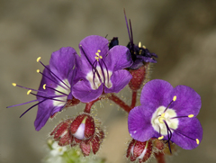 Phacelia crenulata ambigua