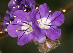 Phacelia crenulata ambigua