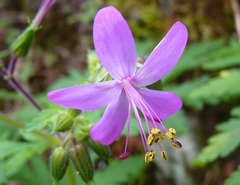 Geranium reuteri image