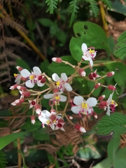 Heterocentron glandulosum
