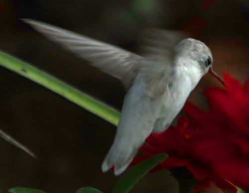Calliope Hummingbird photographed in Montana