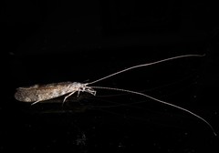 Triplectides obsoletus