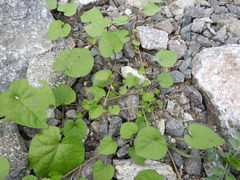Ipomoea grandifolia