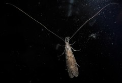 Triplectides obsoletus