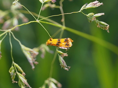 Commophila aeneana
