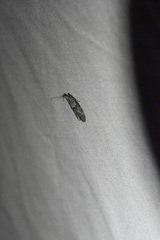 Wockia asperipunctella